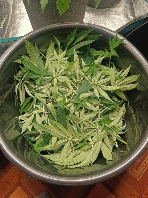 COCO ETHOS. Week 7 - F14