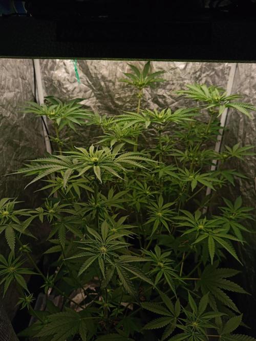 COCO ETHOS. Week 7 - F16