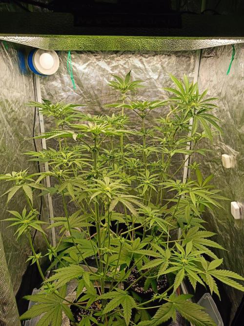 COCO ETHOS. Week 7 - F16