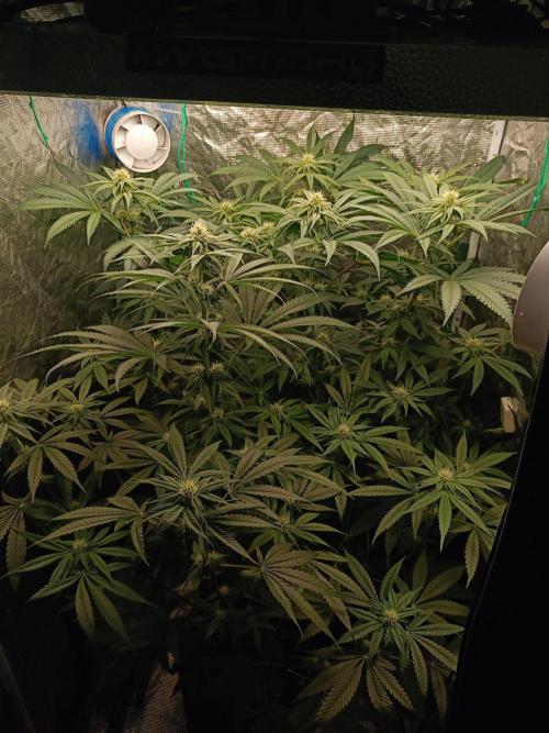 COCO ETHOS. Week 8 - General Appereance
25f