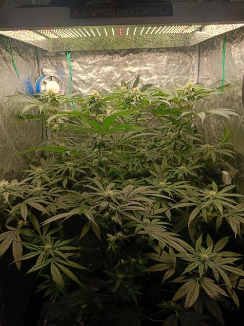 COCO ETHOS. Week 8 - 25f