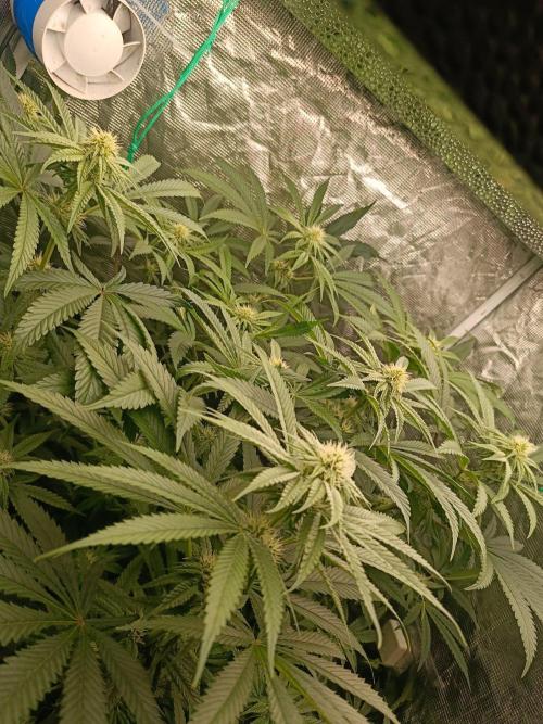 COCO ETHOS. Week 8 - 25f