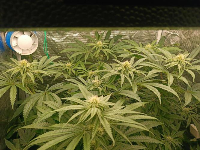 COCO ETHOS. Week 8 - 25f