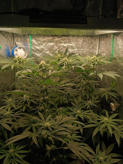 COCO ETHOS. Week 8 - 25f