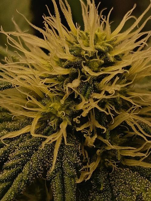 COCO ETHOS. Week 8 - End Game