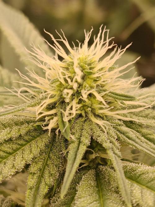 COCO ETHOS. Week 8 - End game
25f