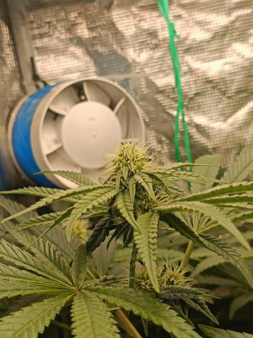 COCO ETHOS. Week 8 - End Game
25f