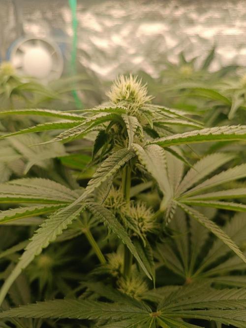 COCO ETHOS. Week 8 - Shawty
25f