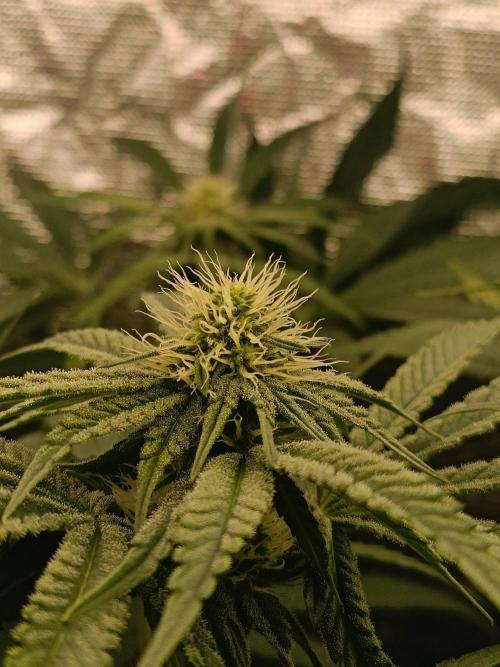 COCO ETHOS. Week 8 - End game
25f