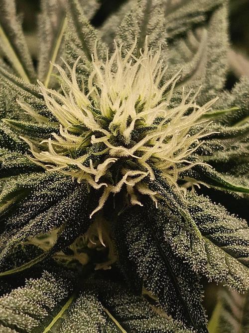 COCO ETHOS. Week 8 - Shawty
27f