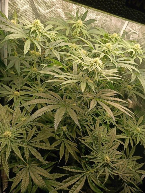 COCO ETHOS. Week 8 - 27f