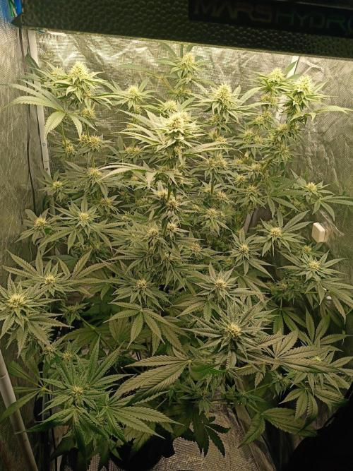 COCO ETHOS. Week 9 - F30