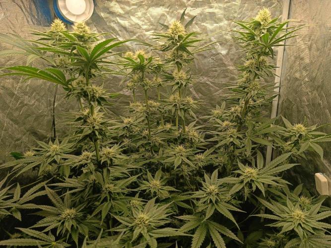 COCO ETHOS. Week 9 - F30