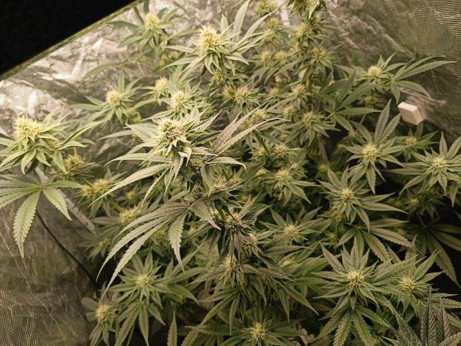 COCO ETHOS. Week 9 - F30