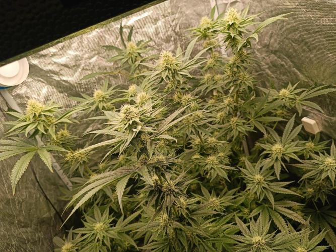 COCO ETHOS. Week 9 - F30