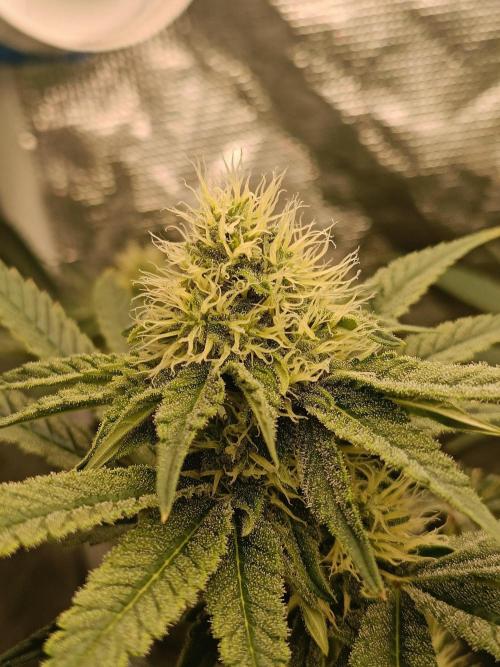 COCO ETHOS. Week 9 - F30