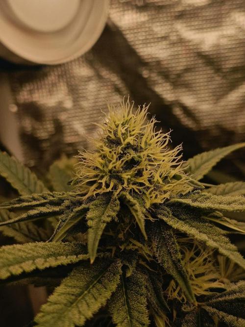 COCO ETHOS. Week 9 - F30