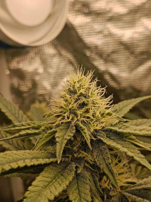 COCO ETHOS. Week 9 - F30