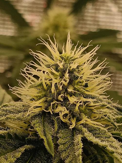 COCO ETHOS. Week 9 - F30