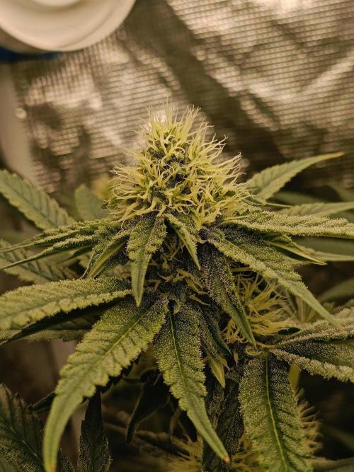 COCO ETHOS. Week 9 - F30