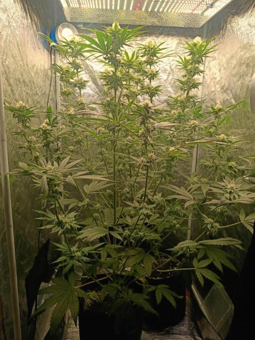 COCO ETHOS. Week 9 - F30