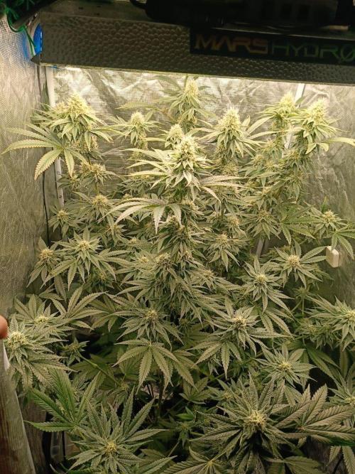 COCO ETHOS. Week 10 - 38f