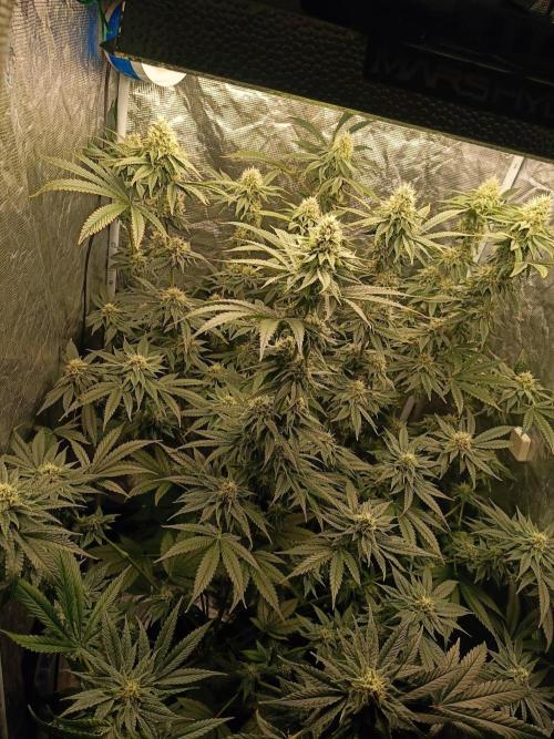 COCO ETHOS. Week 10 - 38F