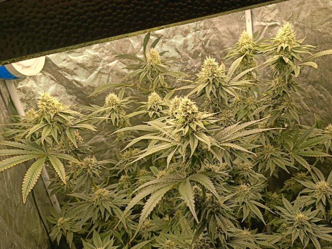 COCO ETHOS. Week 10 - 38F