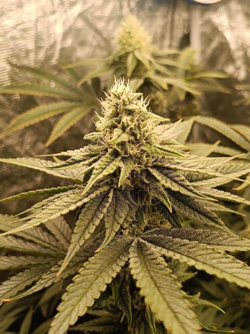 COCO ETHOS. Week 10 - Shawty 38F