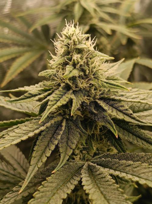 COCO ETHOS. Week 10 - Shawty 38F