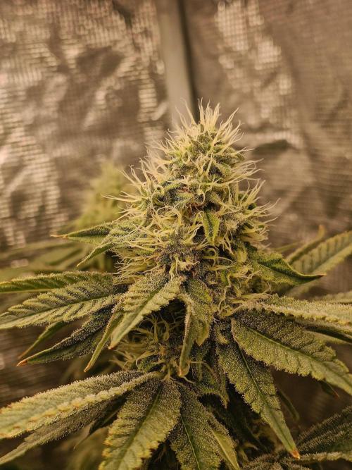 COCO ETHOS. Week 10 - End Game 38f