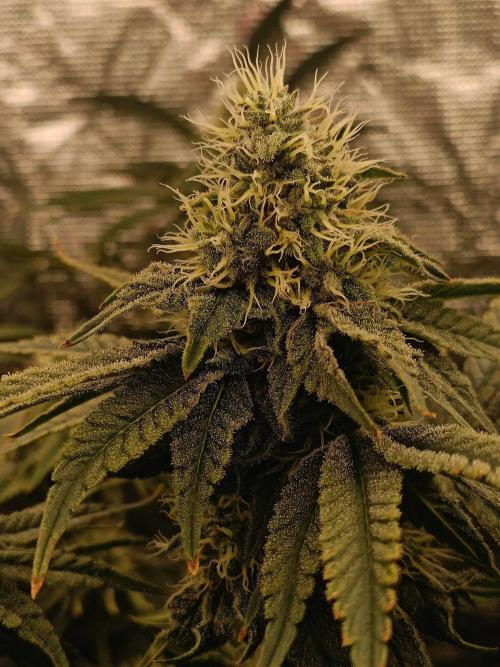 COCO ETHOS. Week 10 - End game 38f