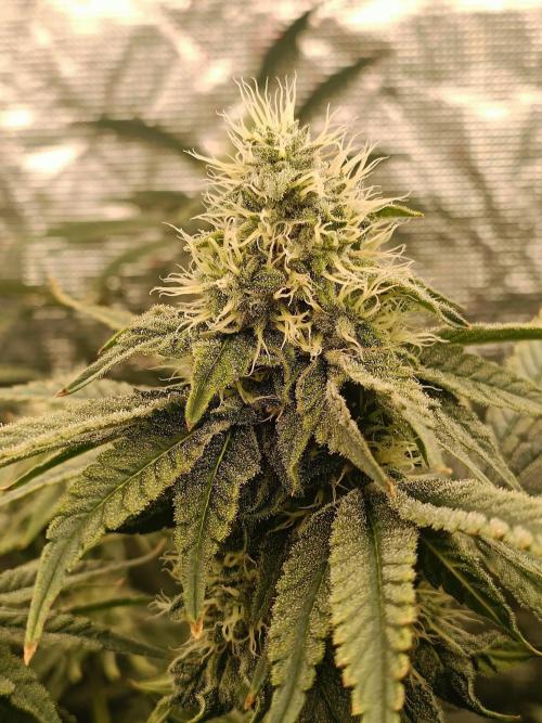 COCO ETHOS. Week 10 - End game 38F