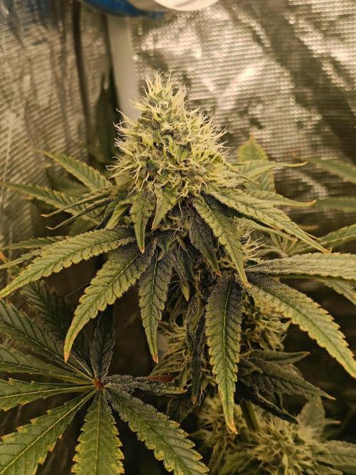 COCO ETHOS. Week 10 - End game 38F