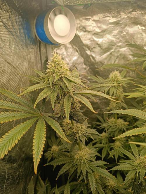 COCO ETHOS. Week 10 - end game38f