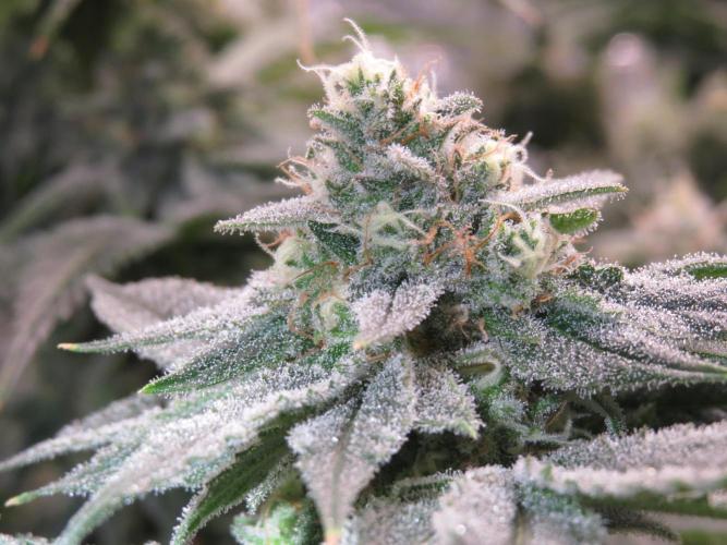 COCO ETHOS. Week 11 - Shawty R1