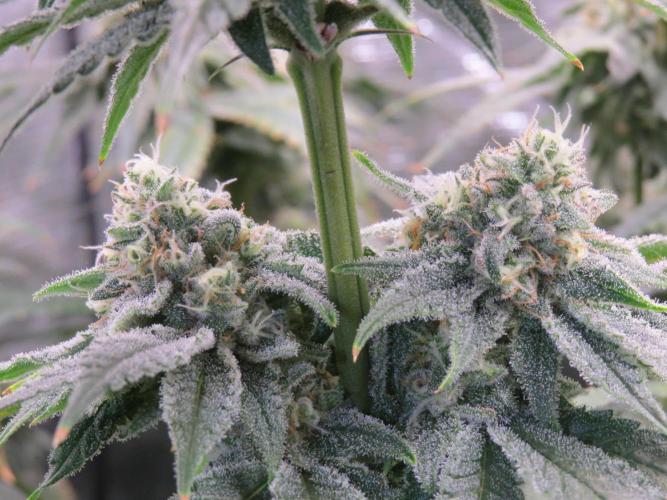 COCO ETHOS. Week 11 - Shawty R1