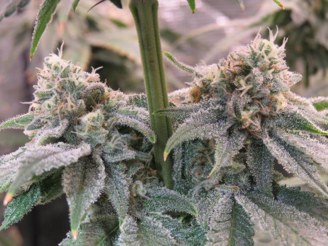 COCO ETHOS. Week 11 - Shawty R1