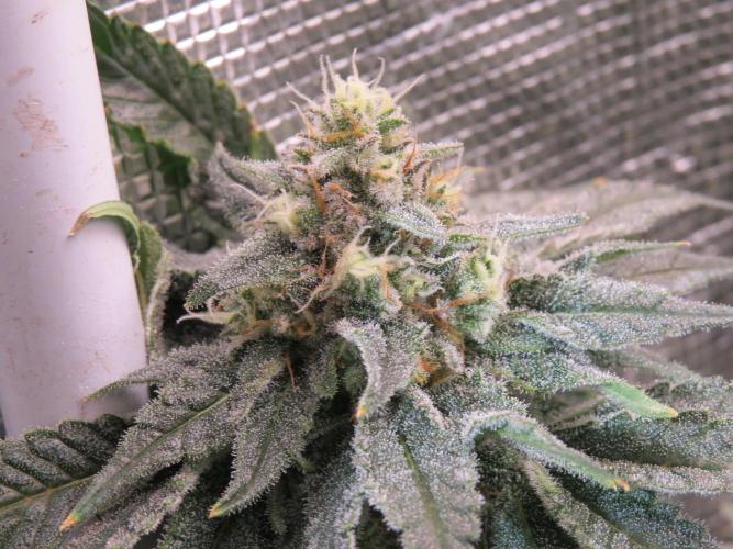 COCO ETHOS. Week 11 - Shawty R1