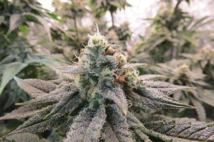 COCO ETHOS. Week 11 - Shawty R1