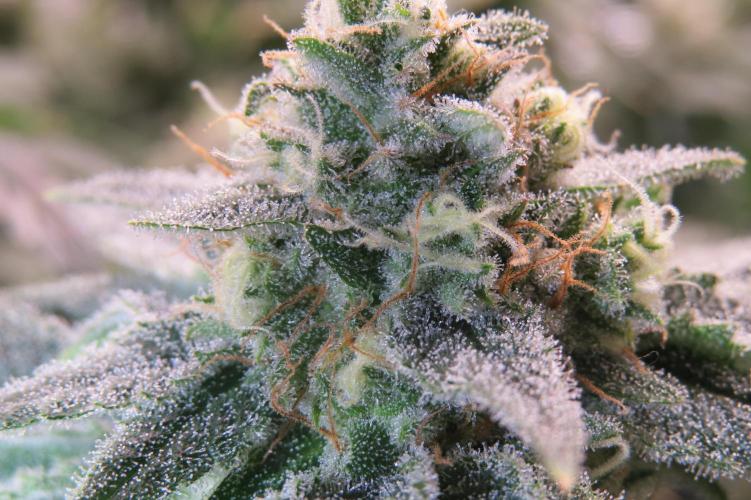 COCO ETHOS. Week 11 - Shawty R1 
U can zoom, already milky trichomes