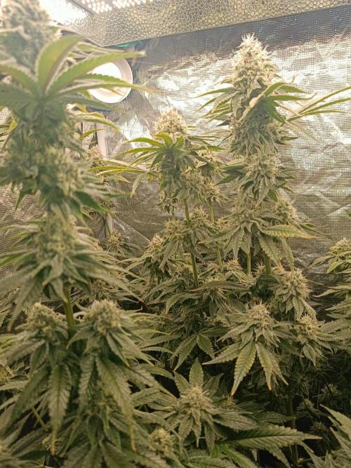 COCO ETHOS. Week 11 - Shawty and end game  on back