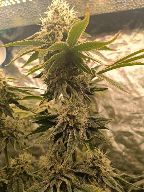 COCO ETHOS. Week 11 - End Game  TPL