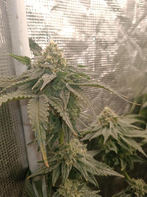 COCO ETHOS. Week 11 - Shawty r1