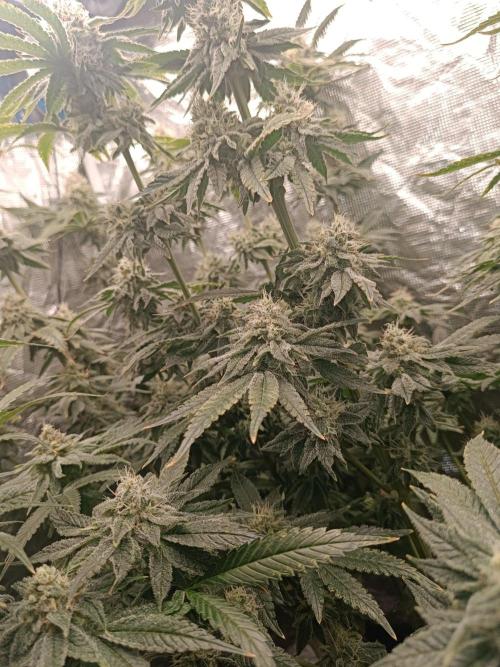 COCO ETHOS. Week 11 - End Game TPL