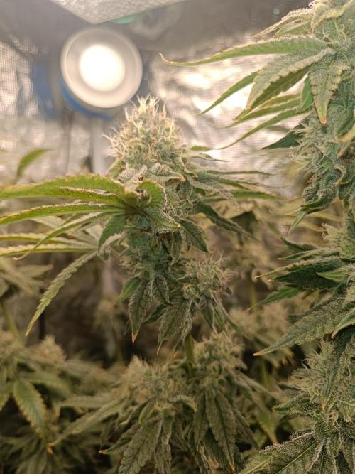 COCO ETHOS. Week 11 - End Game TPL