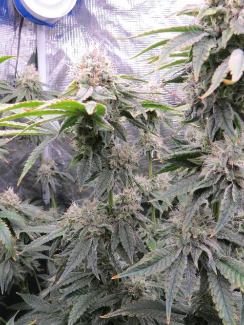 COCO ETHOS. Week 11 - End Game TPL