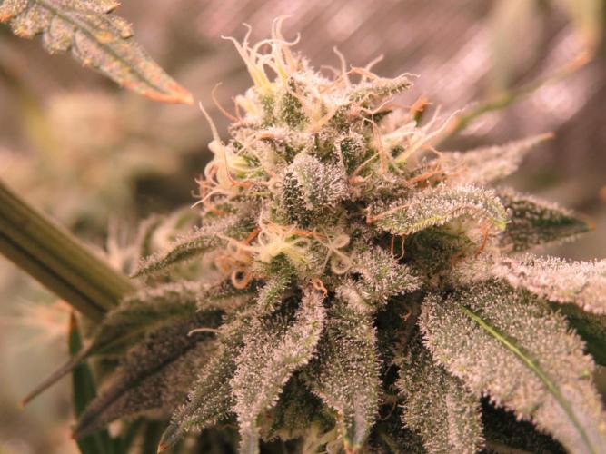 COCO ETHOS. Week 11 - End Game TPL