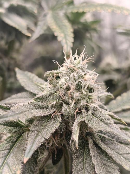 COCO ETHOS. Week 11 - End game TPL 