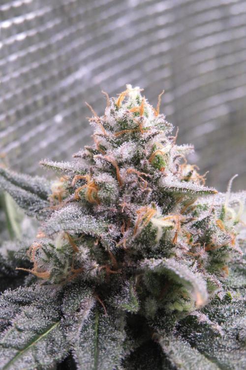 COCO ETHOS. Week 12 - Shawty 56F